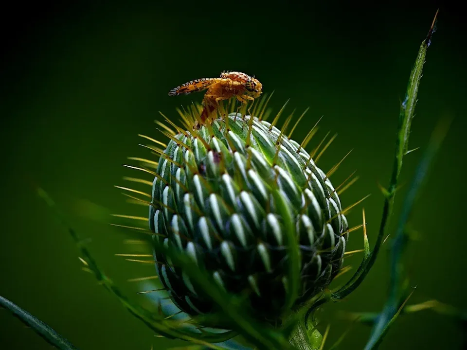 Fruit Fly — Pest Control